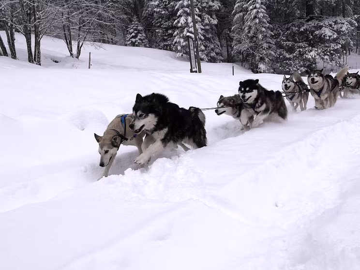 Alaskan Malamute Schlittenfahrt